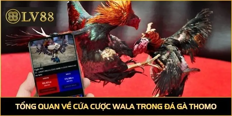 Tổng quan về cửa cược Wala trong đá gà Thomo