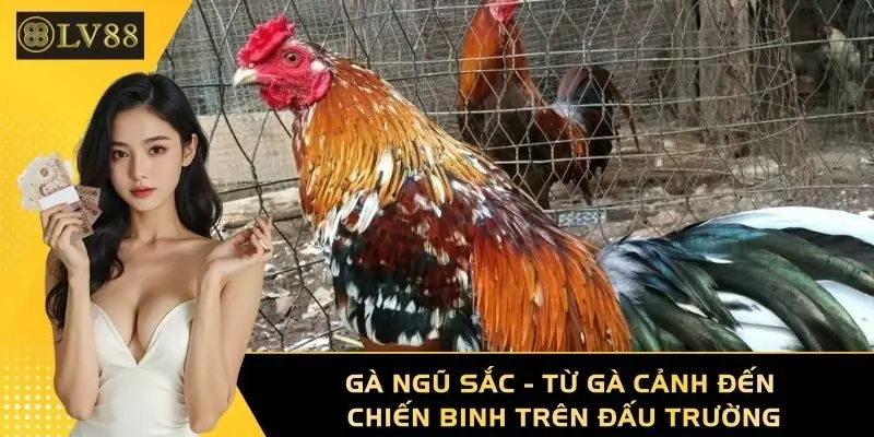 Gà Ngũ Sắc - Từ Gà Cảnh Đến Chiến Binh Trên Đấu Trường